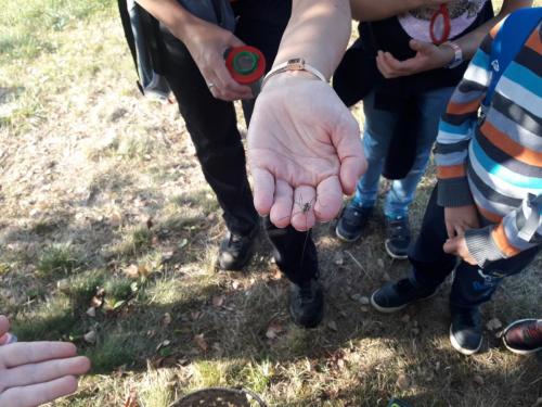2020 21 1.2.Kl Wandertag Käfer und Wanzen (4)